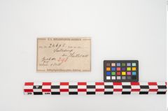 Etikett zu Eisenärmchenbeil (NHMW-PRAE-024605)